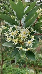 Drimys winteri chilensis