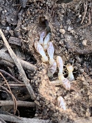 Reticulitermes hesperus