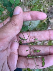 Desmodium marilandicum