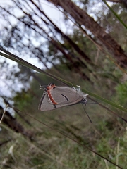 Pseudalmenus chlorinda