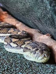 Morelia spilota