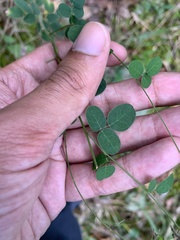 Desmodium marilandicum