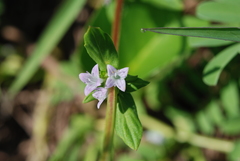 Spermacoce articularis