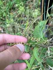 Scutellaria lateriflora