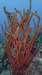 Amphimedon compressa