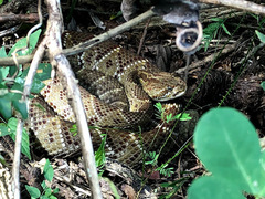 Crotalus basiliscus