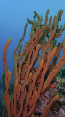 Amphimedon compressa