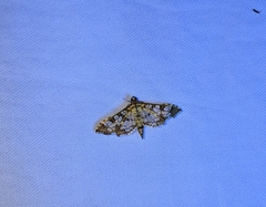 Hileithia magualis