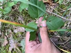 Physalis virginiana