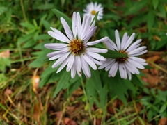 Symphyotrichum chilense