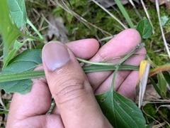 Physalis virginiana