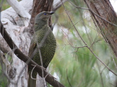 Ptilonorhynchus violaceus