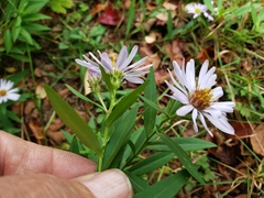 Symphyotrichum chilense