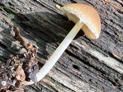 Psathyrella piluliformis