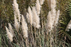 Cortaderia selloana