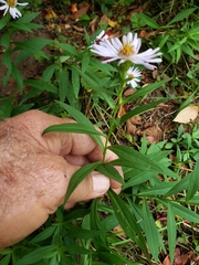 Symphyotrichum chilense