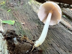 Psathyrella piluliformis