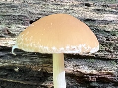 Psathyrella piluliformis