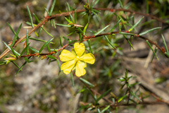Hibbertia acicularis