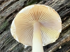 Psathyrella piluliformis