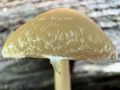 Psathyrella piluliformis