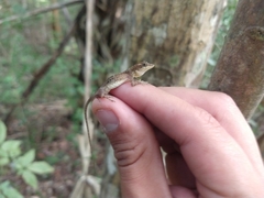Anolis rodriguezii
