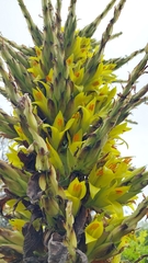Puya chilensis
