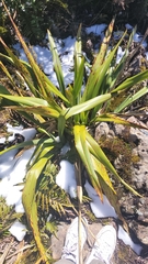 Phormium