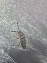 Entomobrya atrocincta