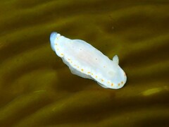 Goniobranchus epicurius