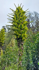Puya chilensis