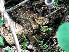 Crotalus basiliscus