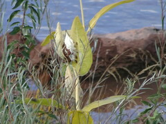Asclepias speciosa