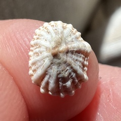 Siphonaria australis