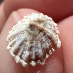 Siphonaria australis