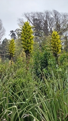 Puya chilensis