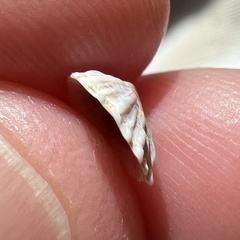 Siphonaria australis