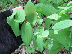 Uvularia grandiflora