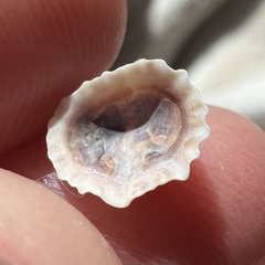 Siphonaria australis