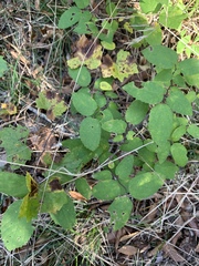 Celtis tenuifolia