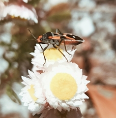 Melanerythrus mactans