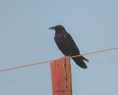 Corvus corax