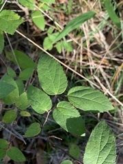 Celtis tenuifolia