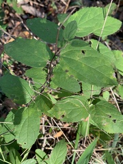 Celtis tenuifolia