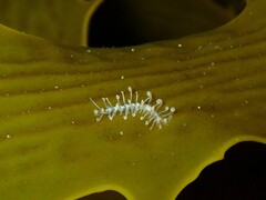 Amblyosyllis