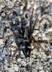 Sergiolus