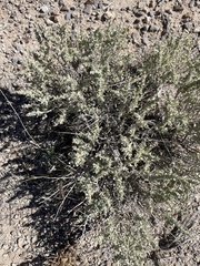 Atriplex confertifolia
