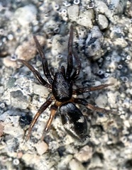 Sergiolus