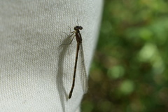 Coenagrionidae