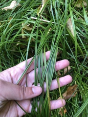 Carex tuckermanii